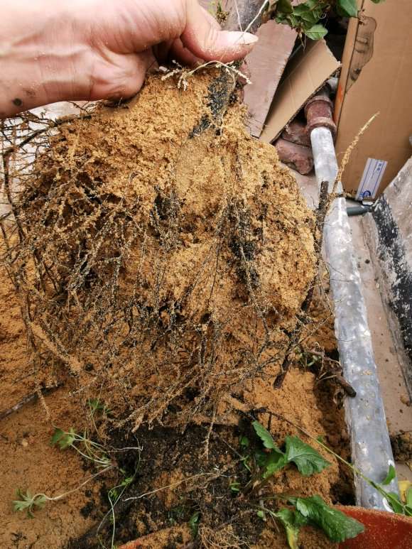 老鸦柿下山桩用生根粉效果怎么样