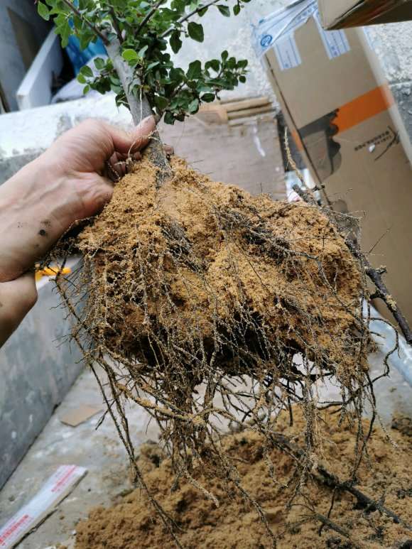 老鸦柿下山桩用生根粉效果怎么样