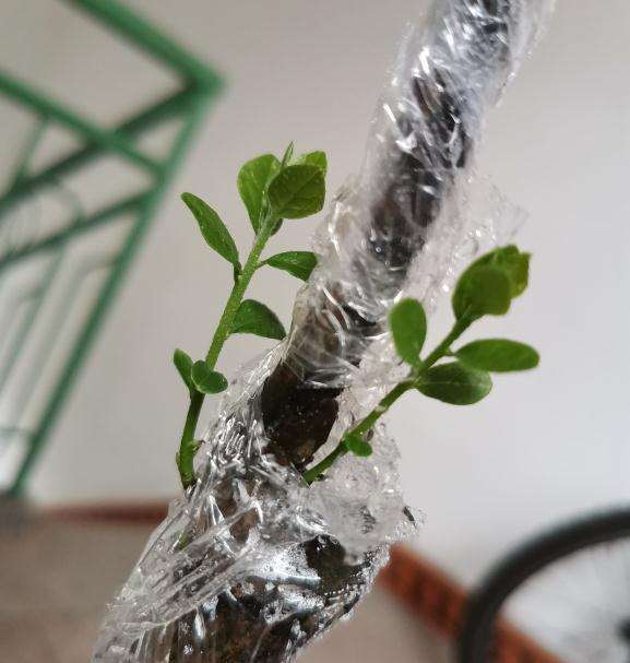 老鸦柿下山桩多长时间可以生根