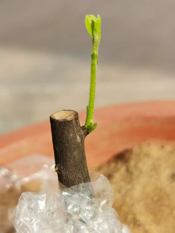 老鸦柿下山桩多长时间可以生根
