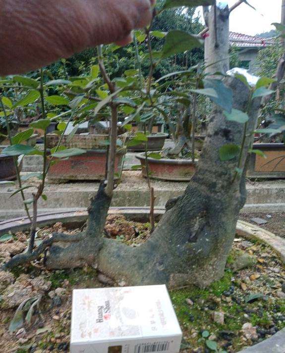 母老鸦柿下山桩怎么修截口的方法