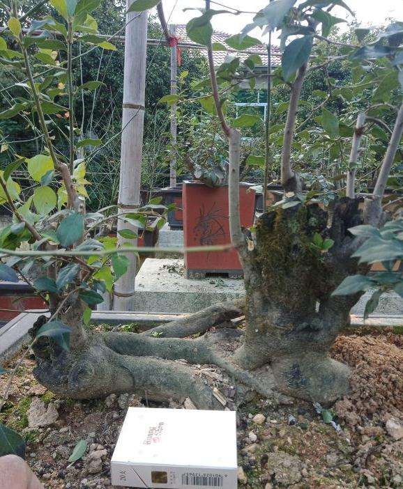 母老鸦柿下山桩怎么修截口的方法