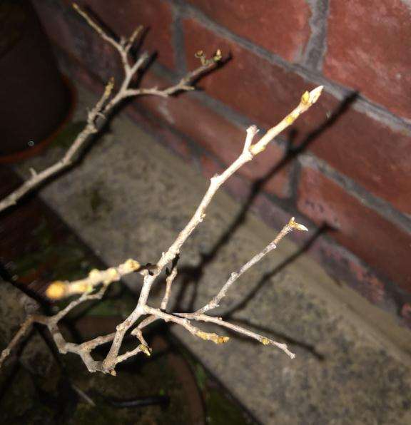 老鸦柿下山桩的叶子突然全掉了