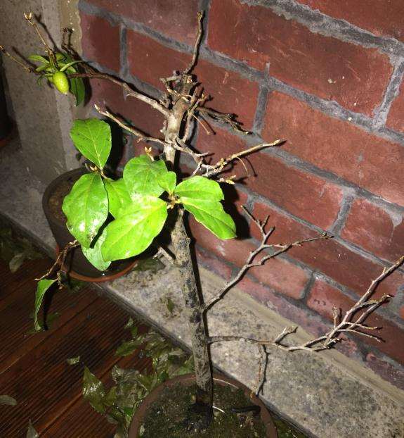 老鸦柿下山桩的叶子突然全掉了