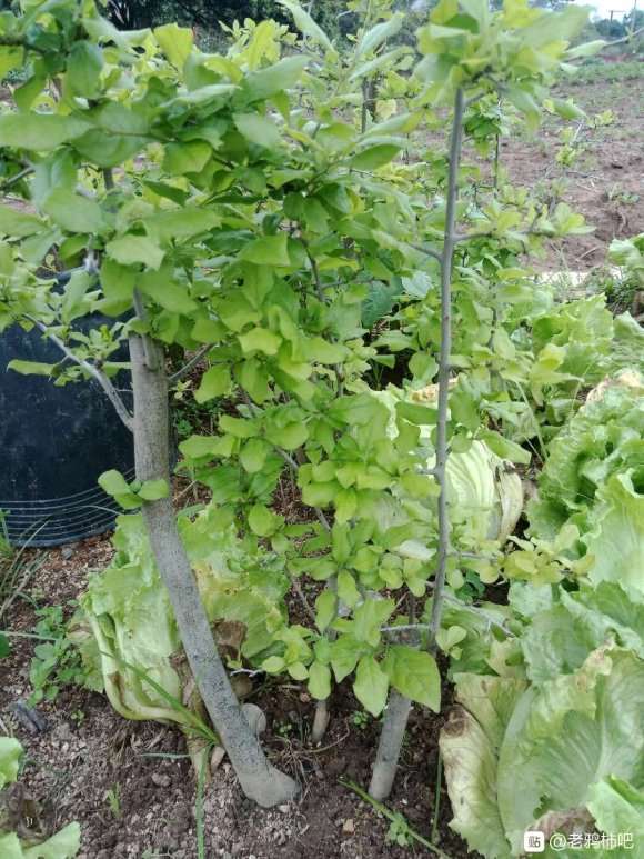 老鸦柿下山桩长的这么旺