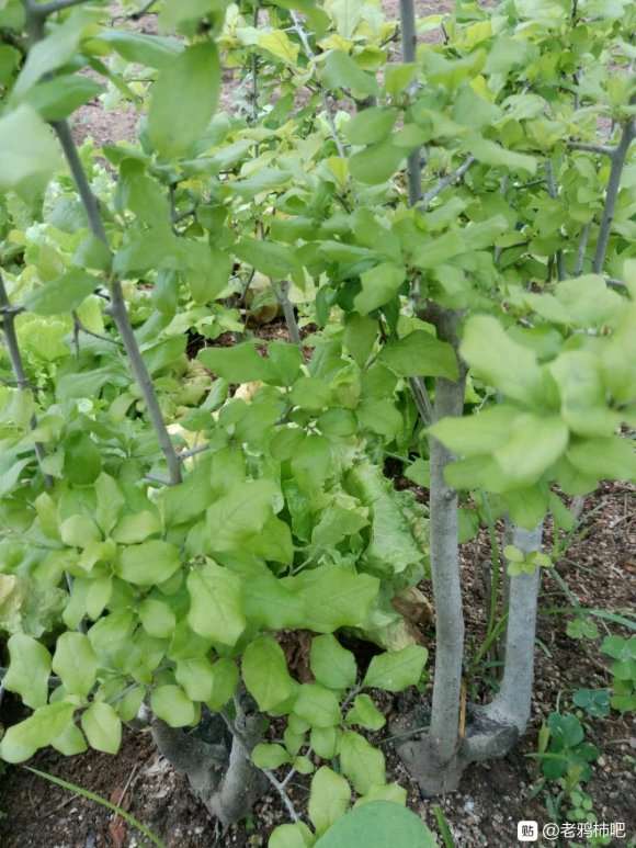 老鸦柿下山桩长的这么旺