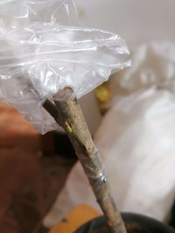 老鸦柿下山桩10月初嫁接的