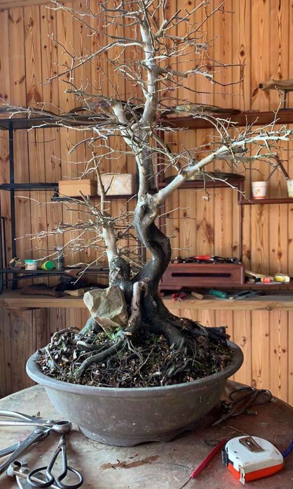 老鸦柿下山桩 怎么知道公母 图片