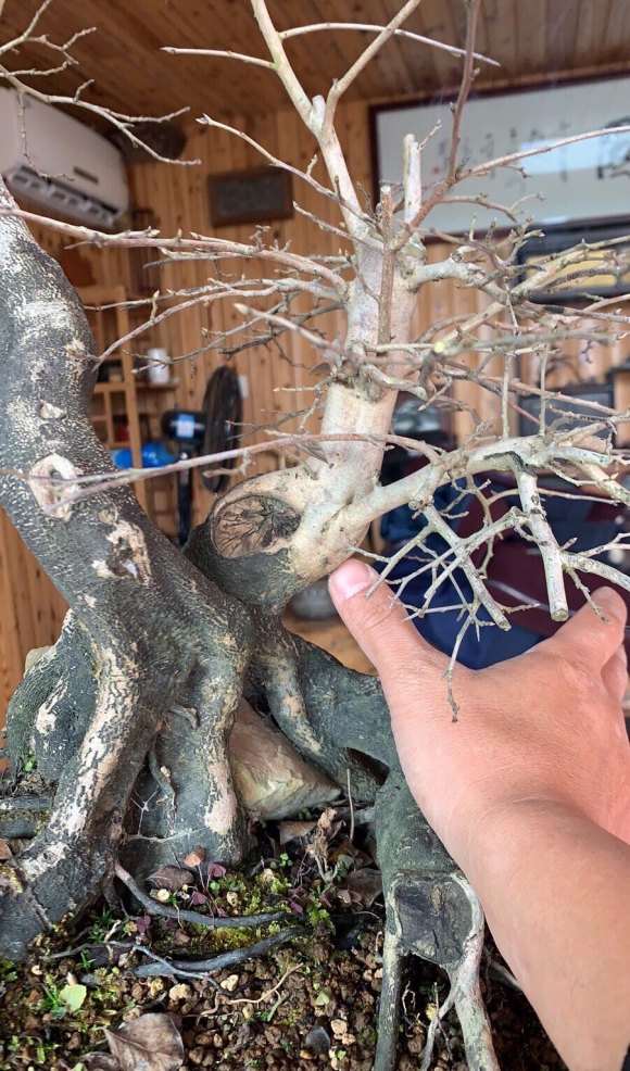 老鸦柿下山桩 怎么知道公母