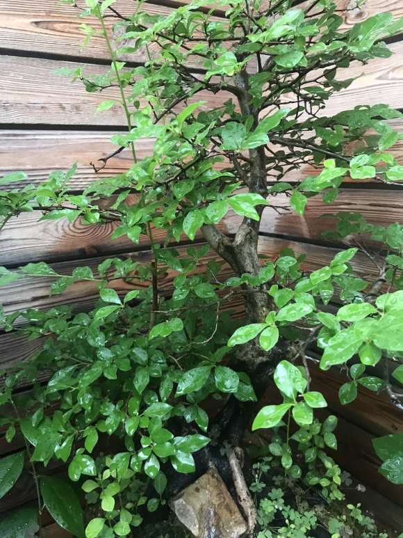 老鸦柿下山桩 怎么知道公母