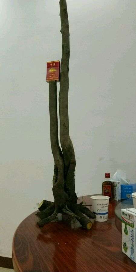 野柿子可以嫁接老鸦柿下山桩吗