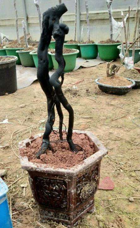 野柿子可以嫁接老鸦柿下山桩吗