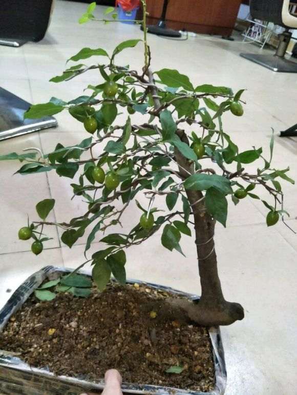 老鸦柿下山桩熟桩带果换盆该注意什么