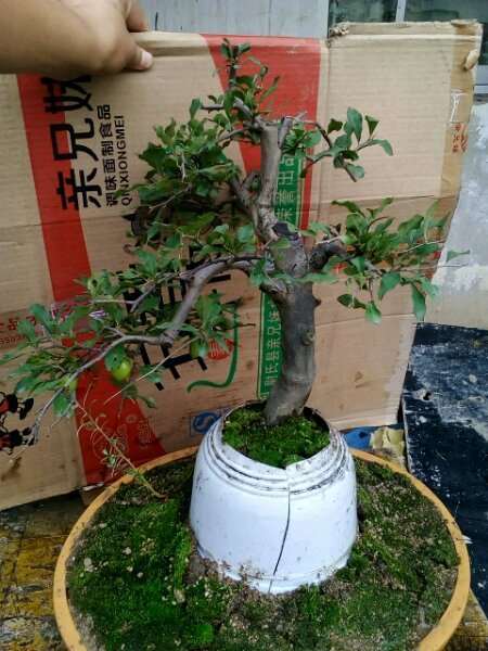 老鸦柿下山桩熟桩带果换盆该注意什么