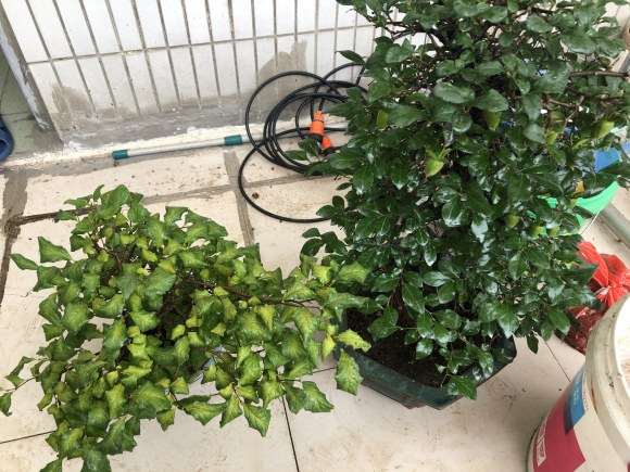 这颗老鸦柿下山桩