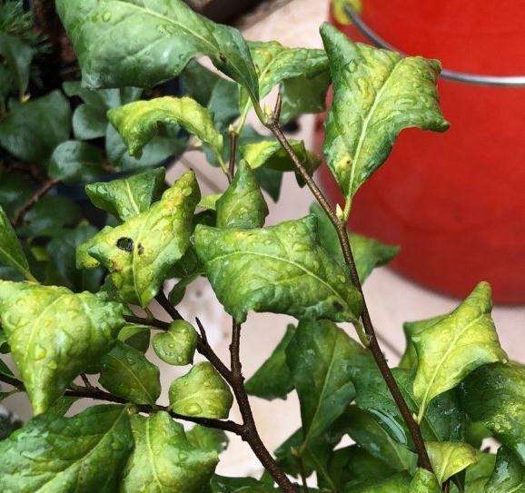 这颗老鸦柿下山桩