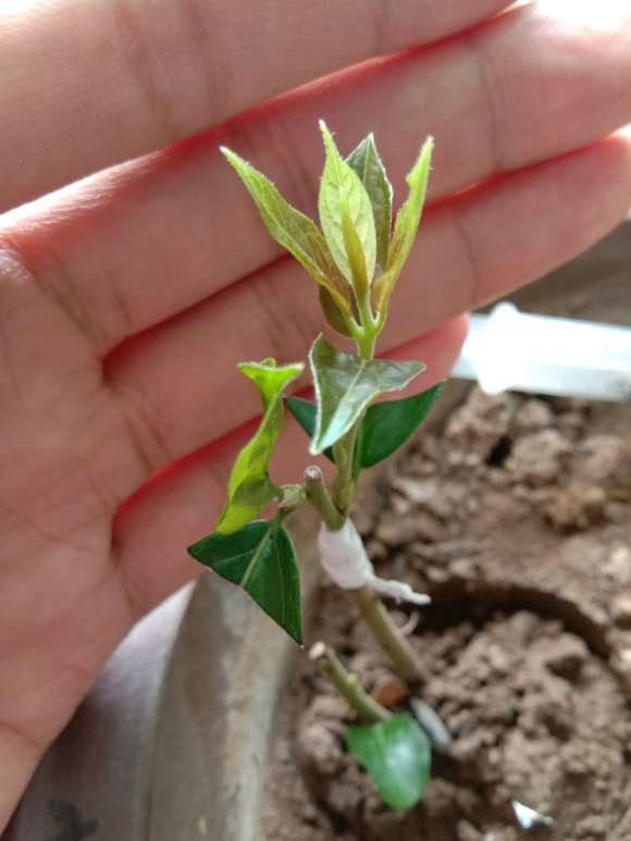 老鸦柿下山桩的枝条怎么嫁接的方法 图片