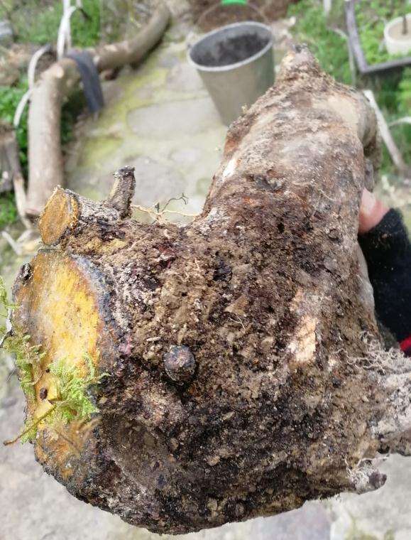 昨天挖一老鸦柿下山桩