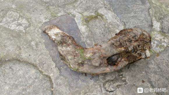 昨天挖一老鸦柿下山桩