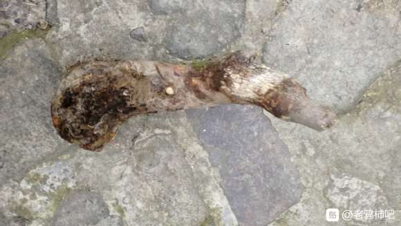 昨天挖一老鸦柿下山桩