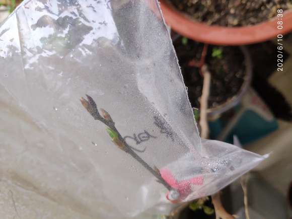 嫁接6棵老鸦柿下山桩 16天后 结果了