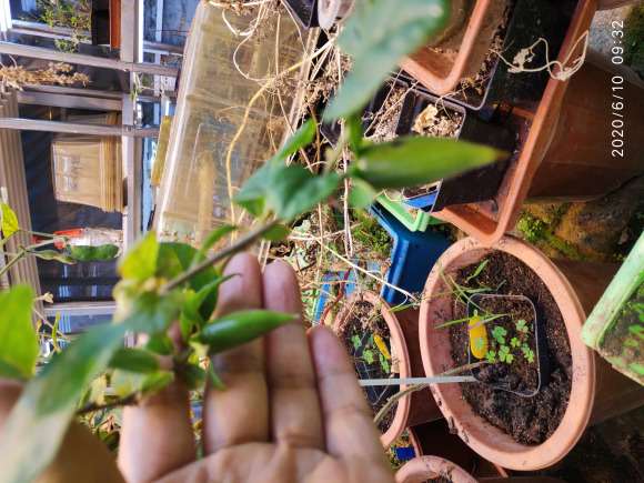 嫁接6棵老鸦柿下山桩 16天后 结果了