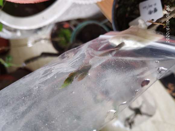 嫁接6棵老鸦柿下山桩 16天后 结果了