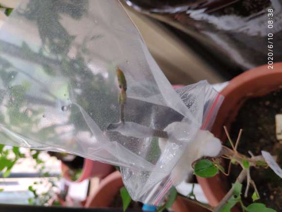 嫁接6棵老鸦柿下山桩 16天后 结果了