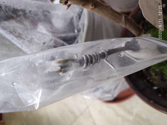 嫁接6棵老鸦柿下山桩 16天后 结果了