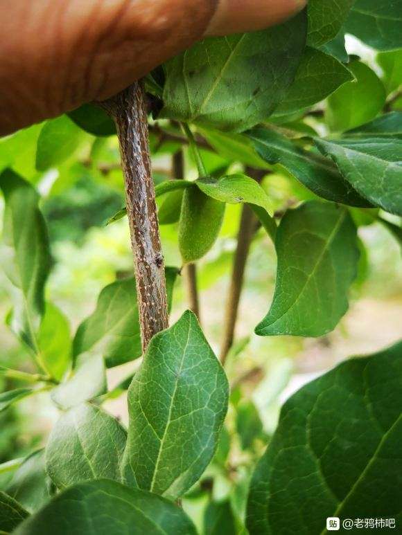 老鸦柿下山桩嫁接多少天后