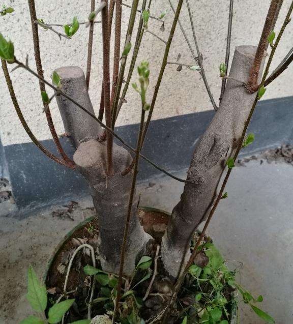 这是老鸦柿下山桩的公花