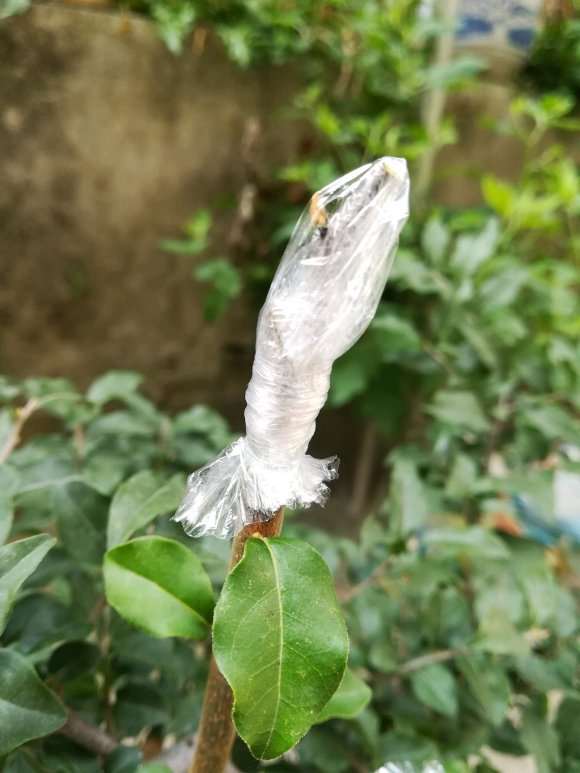 老鸦柿下山桩怎么嫁接的过程