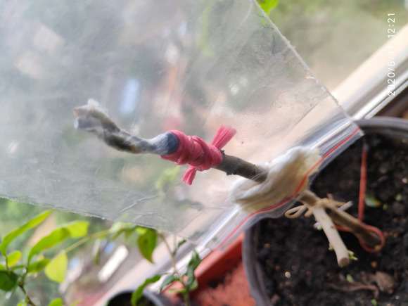 老鸦柿下山桩怎么嫁接的过程