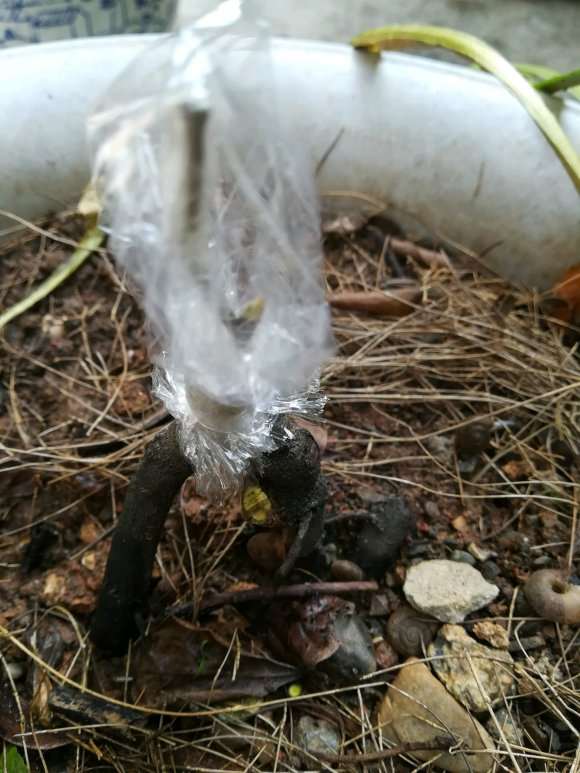 老鸦柿下山桩怎么嫁接的过程