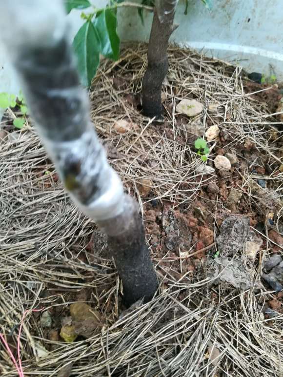 图解 老鸦柿下山桩怎么嫁接的过程