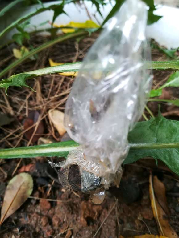 图解 老鸦柿下山桩怎么嫁接的过程