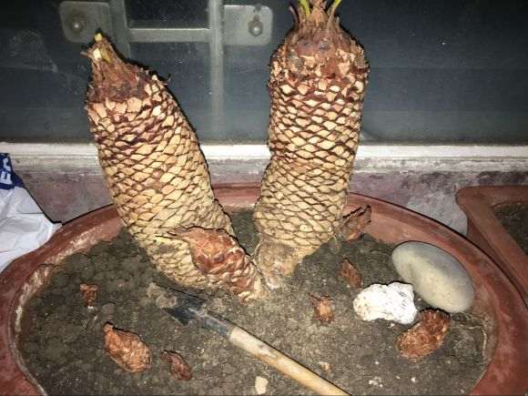 新入手的白磷铁下山桩
