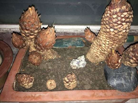 新入手的白磷铁下山桩