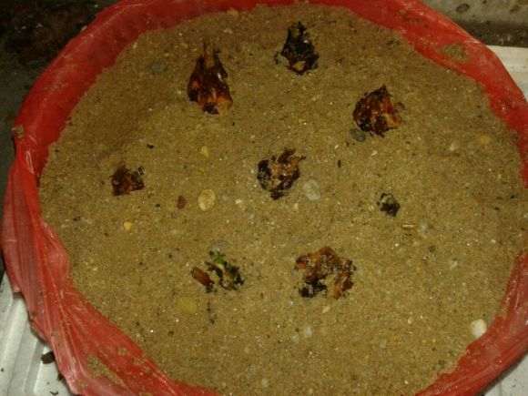 白磷铁盆景刚种下 用不用塑料膜包起来