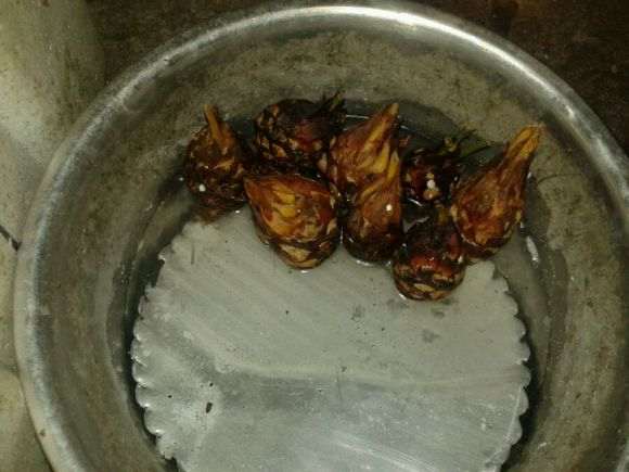 白磷铁盆景刚种下 用不用塑料膜包起来