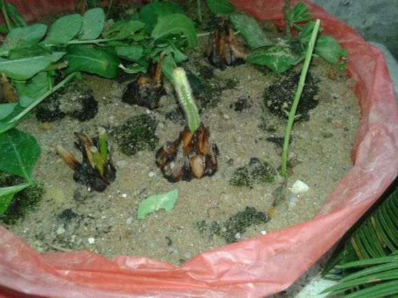 白磷铁盆景刚种下 用不用塑料膜包起来