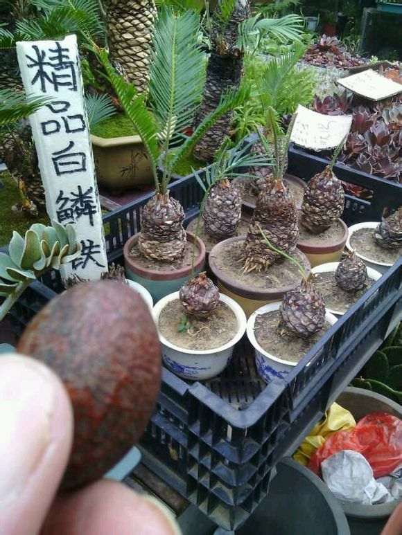 恒温在30~35度白鳞铁盆景都发芽了