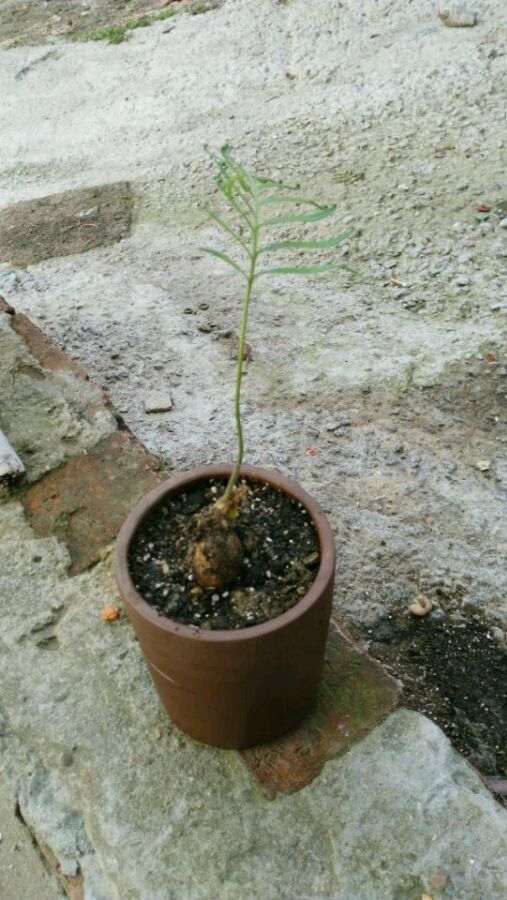 恒温在30~35度白鳞铁盆景都发芽了