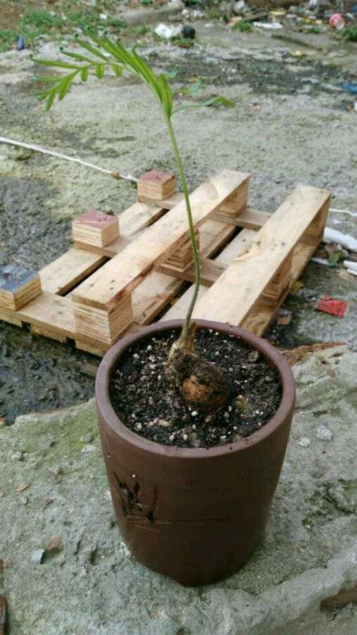 恒温在30~35度白鳞铁盆景都发芽了