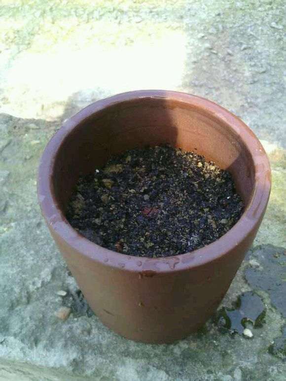 恒温在30~35度白鳞铁盆景都发芽了