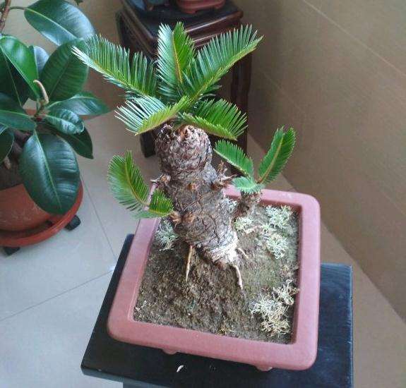 白磷铁盆景为什么新叶木质化