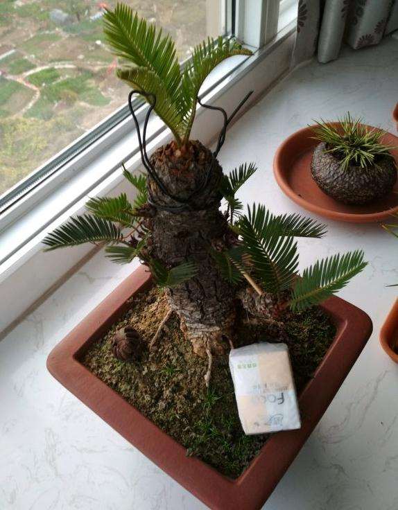 白磷铁盆景为什么新叶木质化