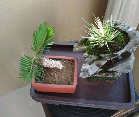 白磷铁盆景又发新叶了