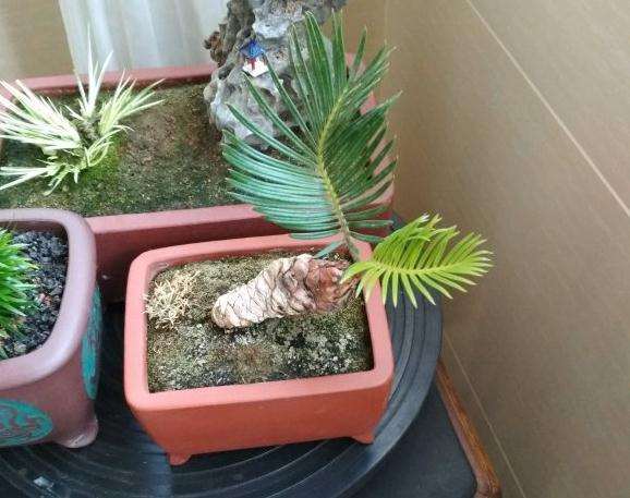 白磷铁盆景又发新叶了