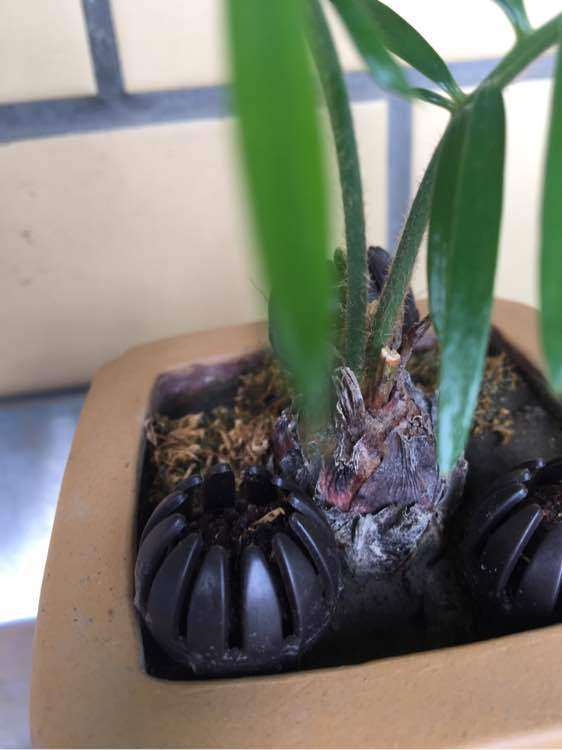 这个事白磷铁盆景吗